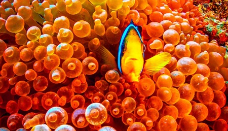Safari Red Sea